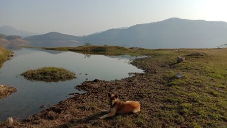 Dogs with views and rocksの写真素材
