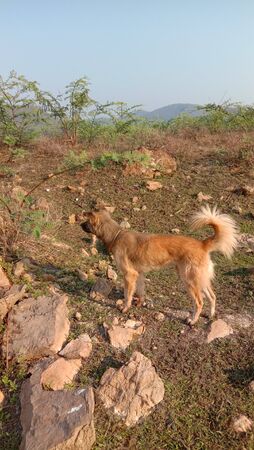 Dogs with views and rocksの写真素材