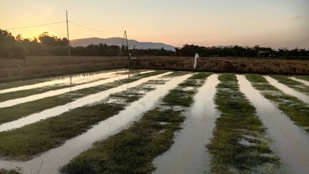 Sunset views and field plotsの写真素材