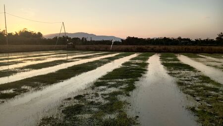 Sunset views and field plotsの写真素材