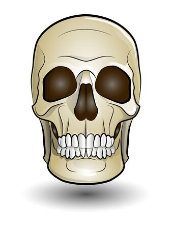 color illustration of a human skullのイラスト素材