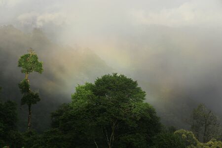 Fantastic rainbow forms as rain shafts sweep over forest with beautiful, blue sky and white puffy cloudsの写真素材