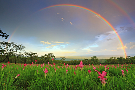 Beauty of nature after rain at Sai Thong National Park Chaiyaphum Thailandの写真素材