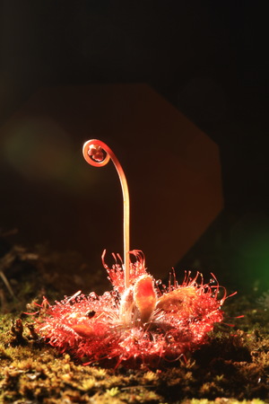 Sundew or Drosera tokaiensis is Carnivorous plant Trap tiny insects are with sticky slimeの写真素材