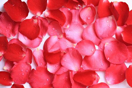 Spray on rose petals Isolated on white backgroundの写真素材
