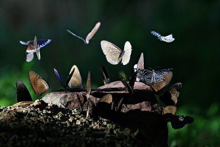 Tropical butterfly in the jungle forest