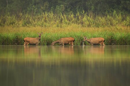 Hog Deer (Hyelaphus porcinus) in the reservoir of Phu Khieo Wildlife Sanctuary. Chaiyaphum, Thailand