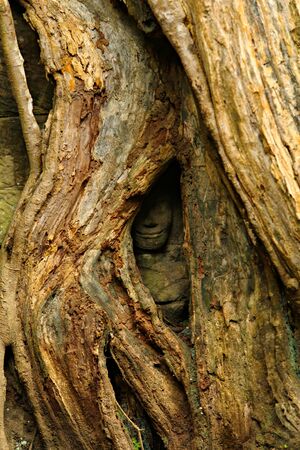 Ta Prohm the Bayon style is temple at Angkor, Siem Reap Province, Cambodiaの写真素材