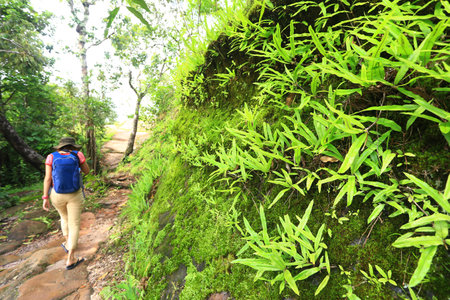 The beauty and freshness of the nature study trail Phu Hin Rong Kla National Park in Phitsanulok...