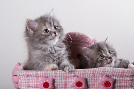 Cute persian kittens in a basket on a white background.の写真素材