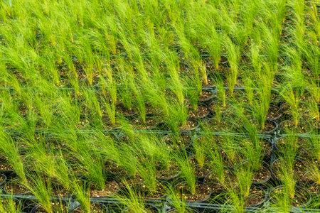 From above of rows of cultivated green Nassella tenuissima grass growing in pots in hothouse on...