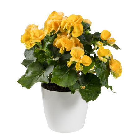 Potted blooming Yellow Begonia elatior with bright buds and green leaves isolated on white backgroundの写真素材