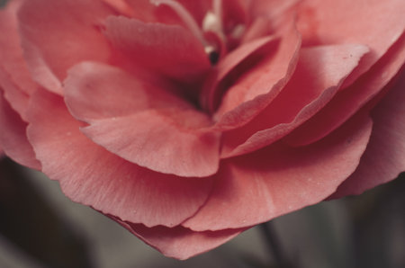 Close up of a pink camellia flower with blurred background.