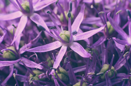 Purple Allium flower with filter effect retro vintage style. Macroの写真素材