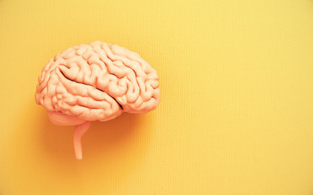 Human brain model on yellow background with copy space. Health care concept
