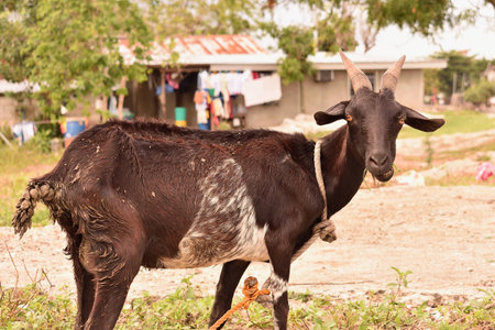 Goat in the Philippines provinceの写真素材