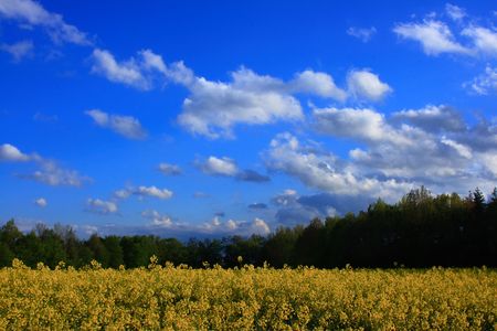 Field of a blooming rape with a blue skyの写真素材