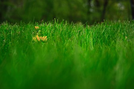 Dandelion and grassの写真素材