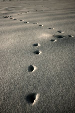 Footprints of Red Fox on a snowの写真素材