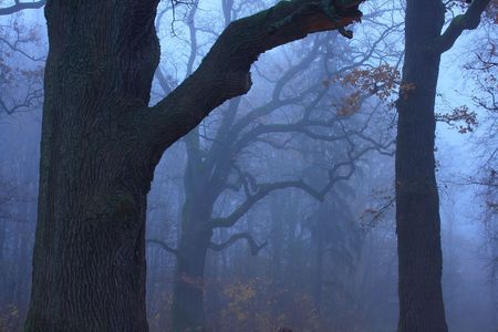 Oaks in the mistの写真素材