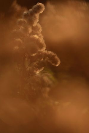 Blurry Goldenrod (Solidago sp.)の写真素材