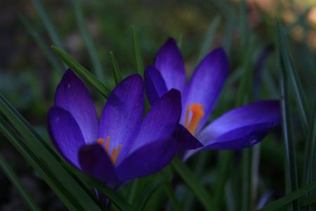 Crocus flowersの写真素材