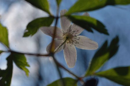 Wood Anemone flowerの写真素材