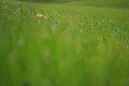 Dandelion and grassの写真素材
