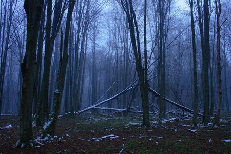 Forest at duskの写真素材