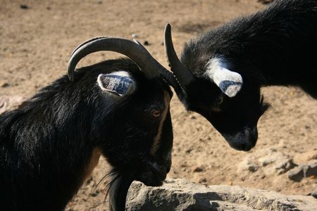 Confrontation of goatsの写真素材