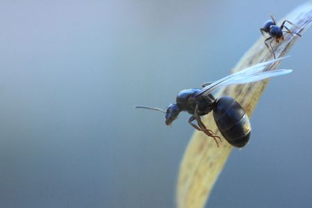 Ant queen preparing to flyの写真素材