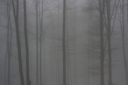 Beech forest in the for, Bieszczady Mountains, Polandの写真素材