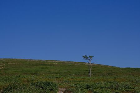 Single tree in Urho Kekkonen National Park, Finlandの写真素材