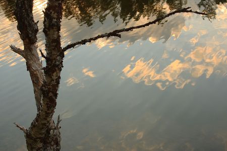 Birch and sky reflection in the water, Lemmenjoki National Park, Finlandの写真素材