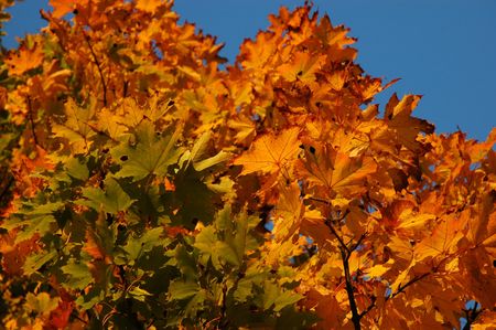 Golden leaves of maple in the fallの写真素材