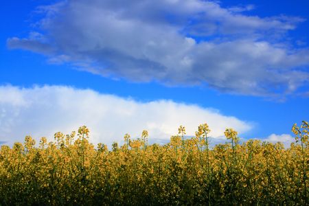 Field of a blooming rape with a blue skyの写真素材