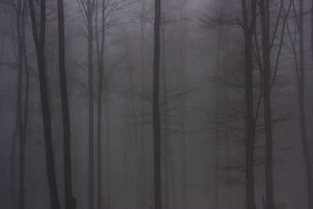 Beech forest in the for, Bieszczady Mountains, Polandの写真素材