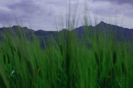 Field of barley with mountains as a backgroundの写真素材