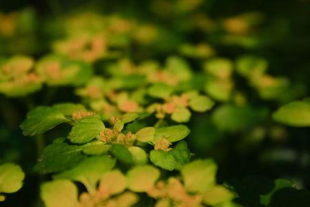 Golden saxifrage (Chrysosplenium alternifolium) flowers at springtimeの写真素材