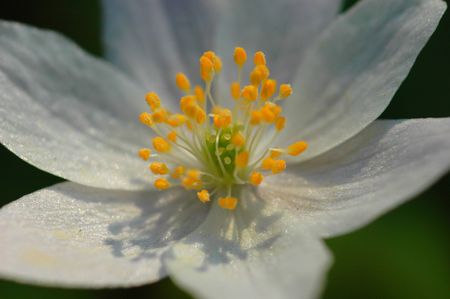 Wood Anemone flower (Anemone nemorosa)の写真素材