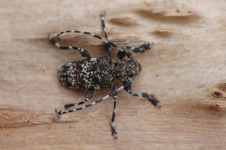 Aegomorphus obscurior (A. wojtylai) - Longhorn beetleの写真素材