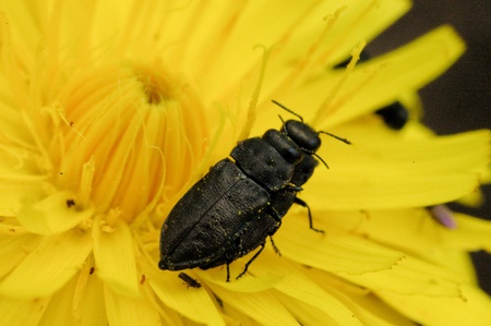 Jewel beetle - Anthaxia godetiの写真素材