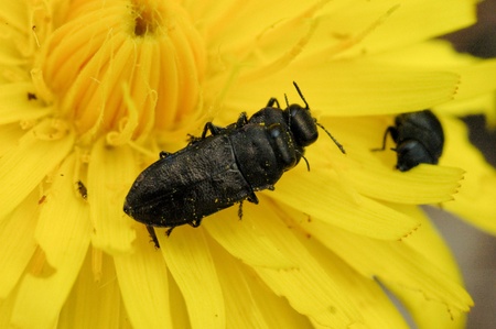 Jewel beetle - Anthaxia godetiの写真素材