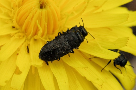 Jewel beetle - Anthaxia godetiの写真素材