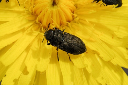Jewel beetle - Anthaxia godetiの写真素材