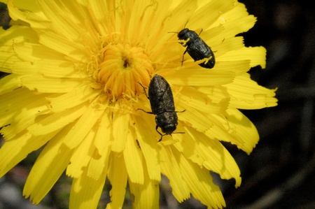 Jewel beetle - Anthaxia godetiの写真素材