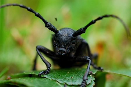 Weaver beetle (Lamia textor) - Longhorn beetleの写真素材