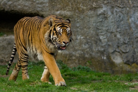 Striding tiger (Panthera tigris) in zoological garden in Warsaw, Polandの写真素材