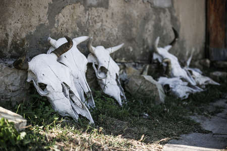 Head skeletons (skull) of a horned cow standing along a concrete wall in the shade on a bright sunny dayの写真素材