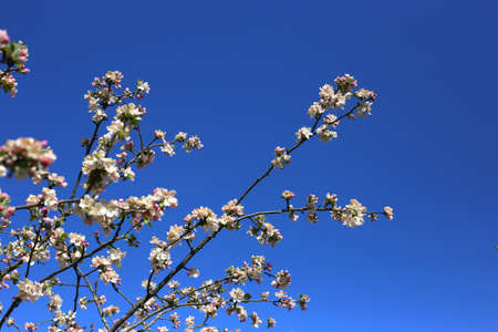 Blooming apple tree branches on a warm summer day against a clear blue sky